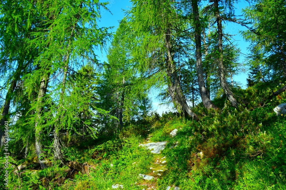 Obraz premium Mountain larch (Larix decidua) coniferous forest