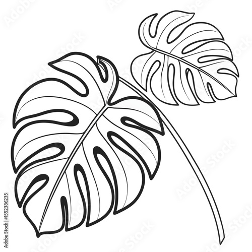 Black and white vector illustration of two monstera deliciosa leaves isolated on white background