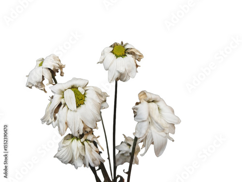 Valokuva White chrysanthemum flowers that to wilt on white background