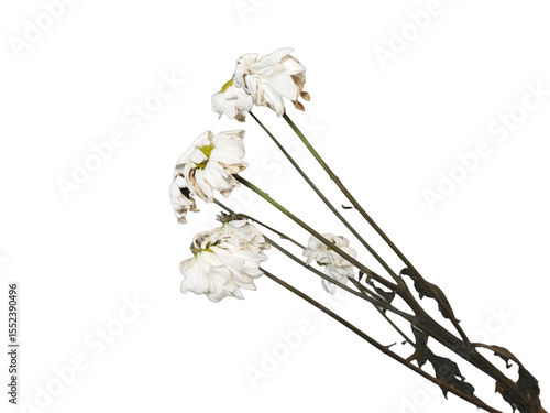 White chrysanthemum flowers that to wilt on white background