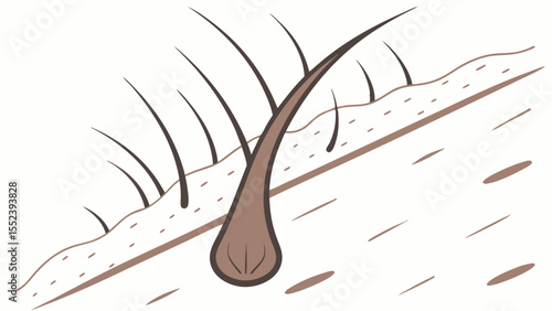 Understanding Hair Growth Follicle Anatomy and Cycle