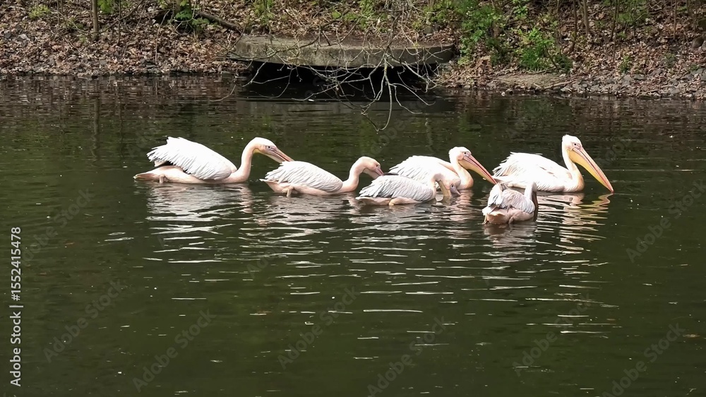 Fototapeta premium A beautiful, peaceful scene of pelicans elegantly swimming in a calm water body, surrounded by lovely nature