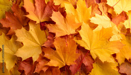 Wallpaper Mural Autumn Maple Leaves in Shades of Gold and Orange Piled Together Torontodigital.ca