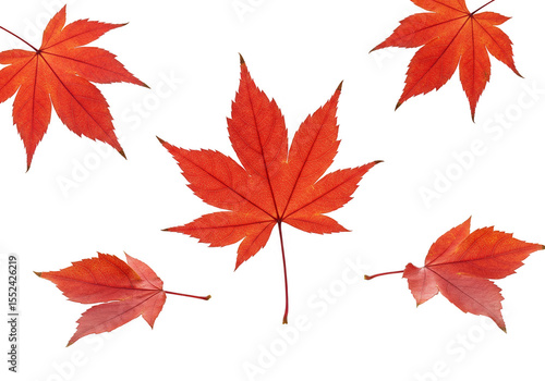 Illustration of Autumn Red Maple Leaves Isolated on Transparent Backdrop
