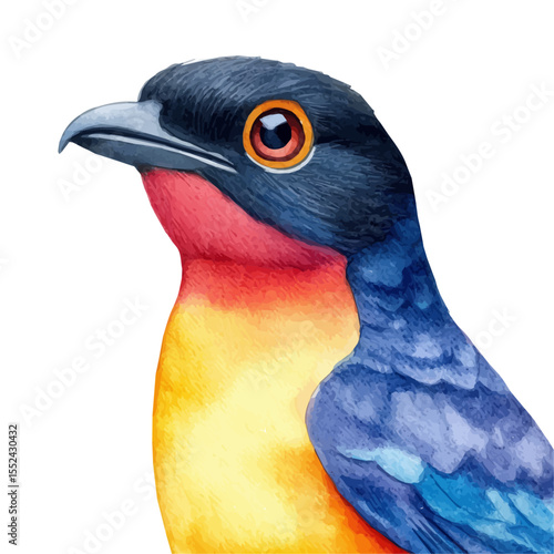 Trogon Close Up, watercolor clipart vector, isolated on a white background.