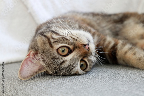 甘える顔をした子猫