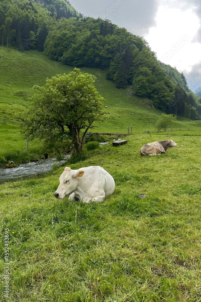 Obraz premium White cattle resting on green alpine pasture beside mountain forest in Schwende region of Appenzell Innerrhoden, Switzerland during summer season.
