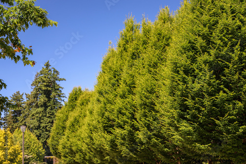 Photo of trees in the park with blue sky in the background