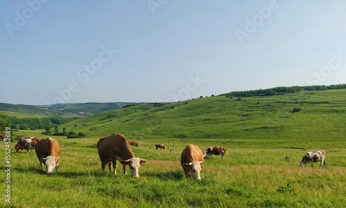 cows grazing on a high plateau, likely in a mountainous or hilly region. in Romania