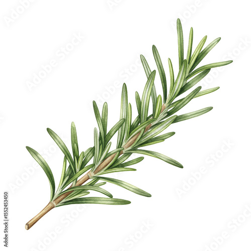 Isolated Rosemary Herb Sprig Green Aromatic Plant Ingredient PNG