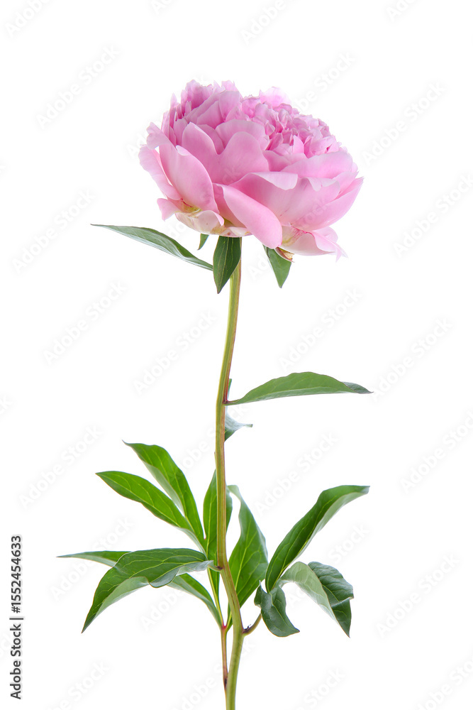Fototapeta premium Beautiful pink peony flower isolated on white background, closeup