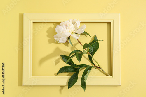 White peony flower with gre...