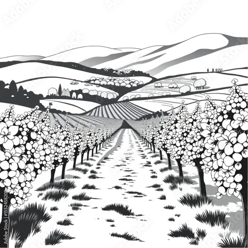 A valley trail through vineyards and fruit orchard...