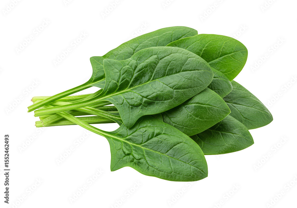 Isolated Fresh Green Spinach Bunch Cutout Transparency No Background Isolated Fresh Green Spinach Bunch Cutout Transparency No Background