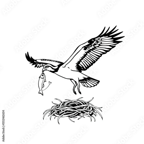 A osprey carrying a fish back to its nest