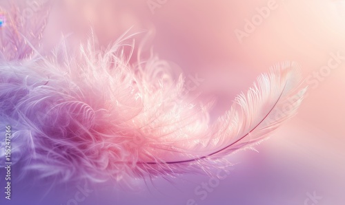 Single feather against a soft pink and purple dreamy gradient background