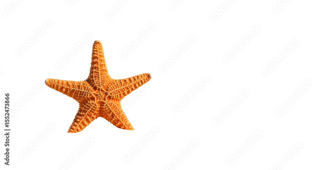 Isolated Starfish Sea Star Marine Life on Transparent Background Isolated Starfish Sea Star Marine Life on Transparent Background
