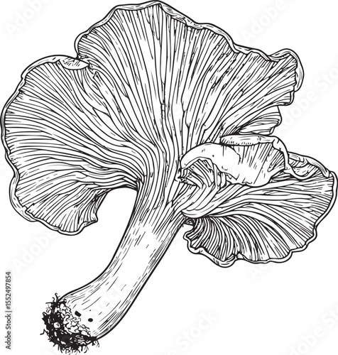 Detailed Chanterelle Mushroom Sketch: Hand-Drawn Wild Mushroom