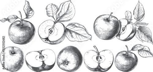 Apple Vector Illustration: Hand-Drawn Style, Isolated on White Background