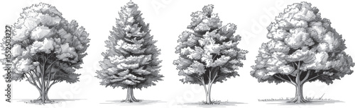 Trees Vector Illustration: Hand-Drawn Set, Isolated on White
