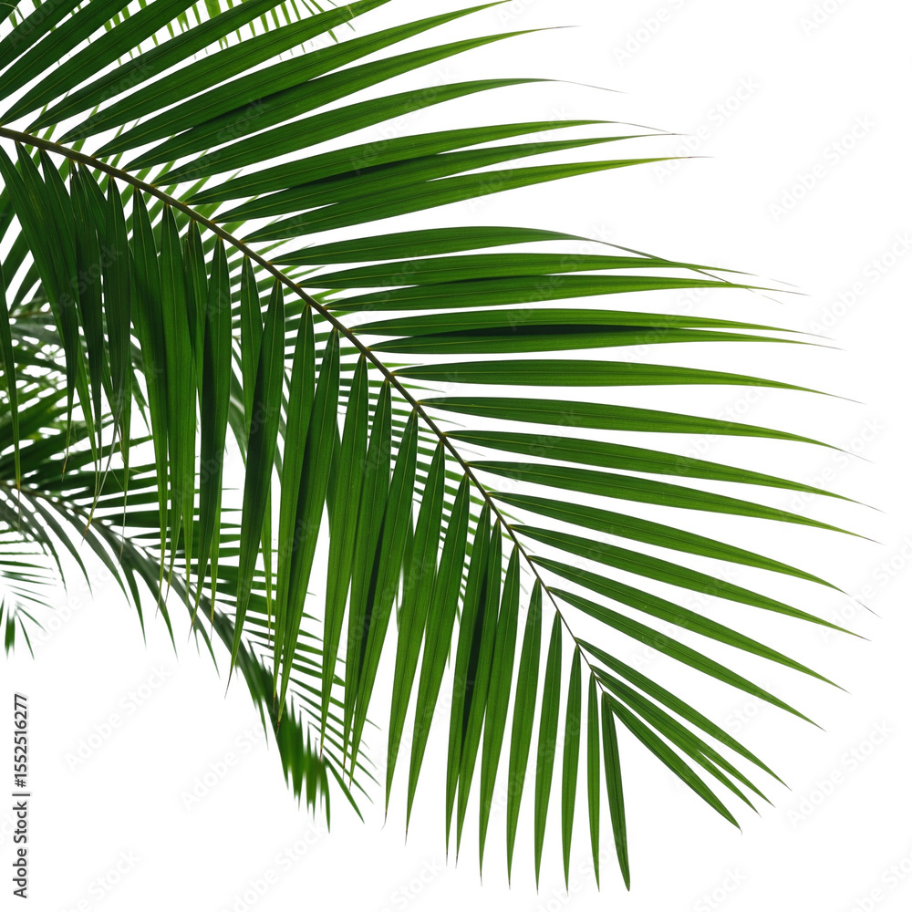 Fototapeta premium palm tree isolated on white