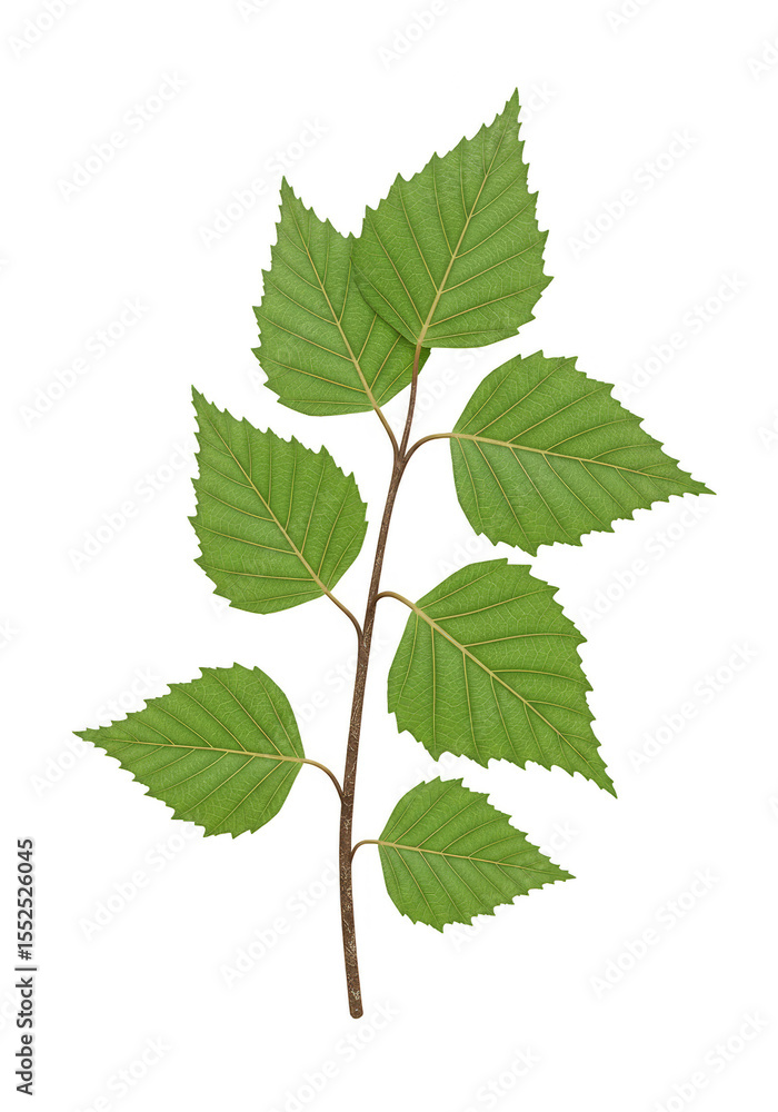 Isolated Close Up Photo of Green Birch Leaves Branch Transparent Background Isolated Close Up Photo of Green Birch Leaves Branch Transparent Background