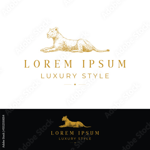 Queen of female lion lay down resting with sharp focus vision. Full body with luxury and elegance golden color fur skin hand drawn illustration logo element