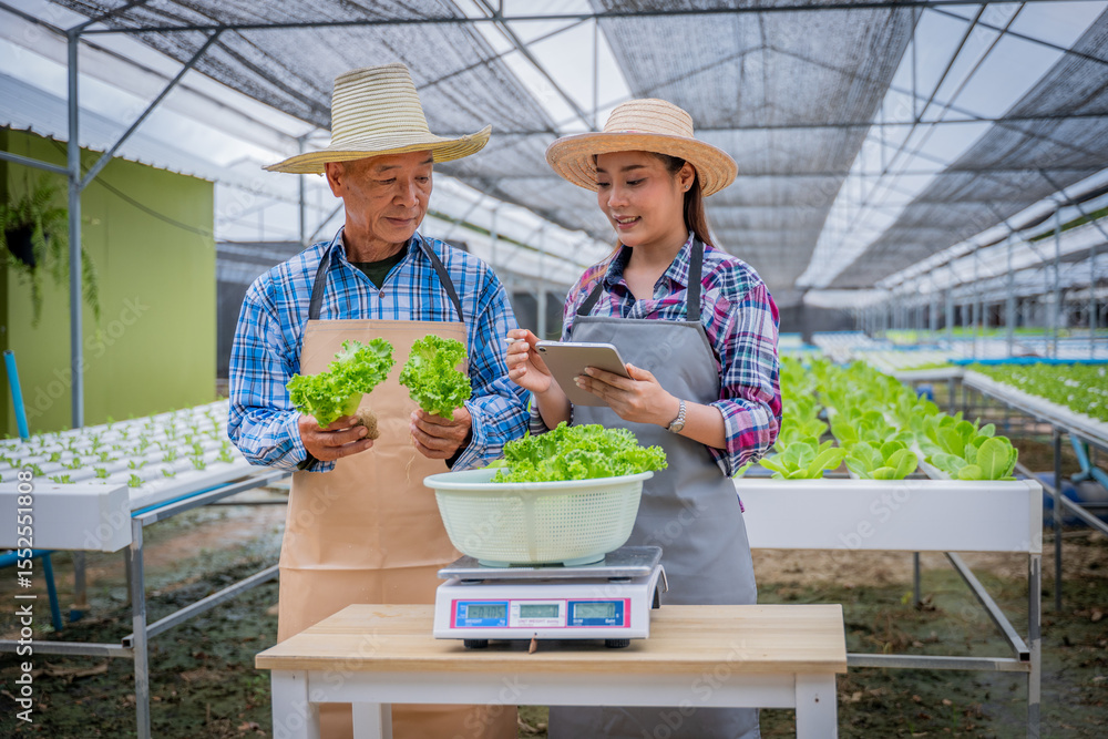 Obraz premium Farmers carefully weighing freshly harvested vegetables to prepare for sale customer green lettuce on digital scale to precise weight measure records data on tablet is smart farm operation business.