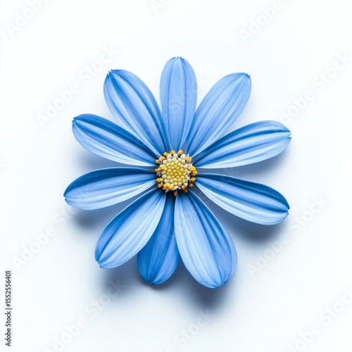 Simple natural blue marguerite, on white background, top view