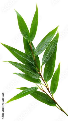 Bamboo branch with fresh green leaves and water drops on transparent background