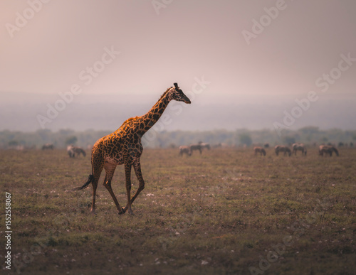 Photography giraffe walking in the savannah