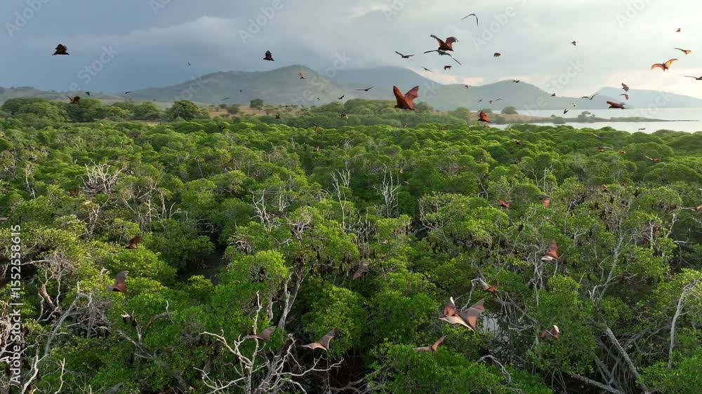 Sunda fruit bats, Acerodon mackloti, fly over an extensive mangrove ...