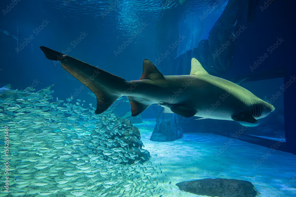 Obraz premium Grace in motion, power in silence—that’s the art of a swimming shark, Georgia Aquarium, Atlanta, Georgia, United States of America