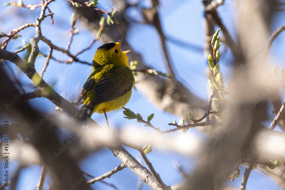 A wild Wilson's Warbler perched in a tree in a park in the Rocky Mountains of Colorado. A wild Wilson's Warbler perched in a tree in a park in the Rocky Mountains of Colorado.