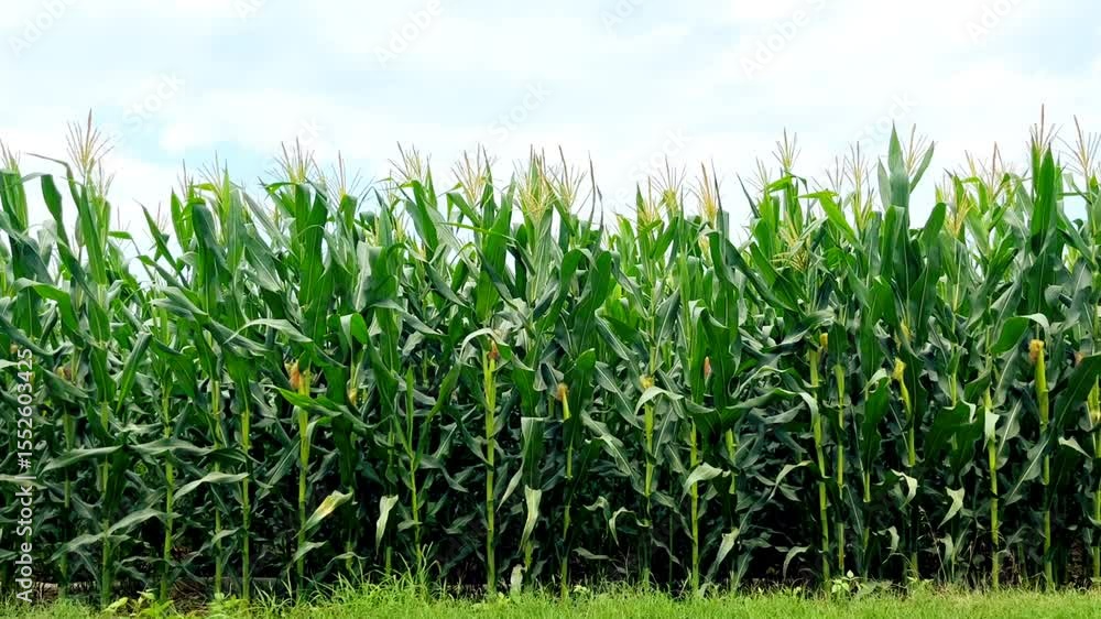 Dense row of tall, healthy green corn plants (maize) growing in a field under a partly cloudy sky. Agricultural abundance, summer farming scene. Dense row of tall, healthy green corn plants (maize) growing in a field under a partly cloudy sky. Agricultural abundance, summer farming scene.