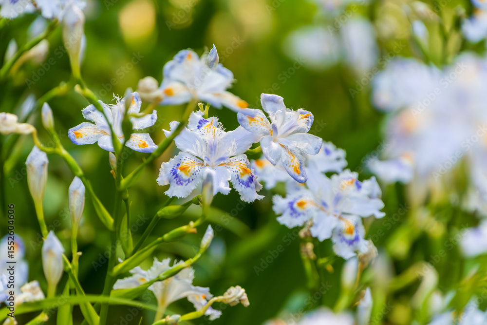 Obraz premium シャガの花が咲き誇る春の庭