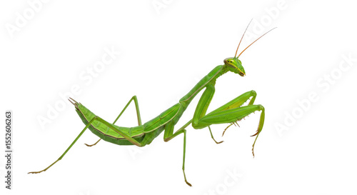 Green Praying Mantis Isolated Portrait.