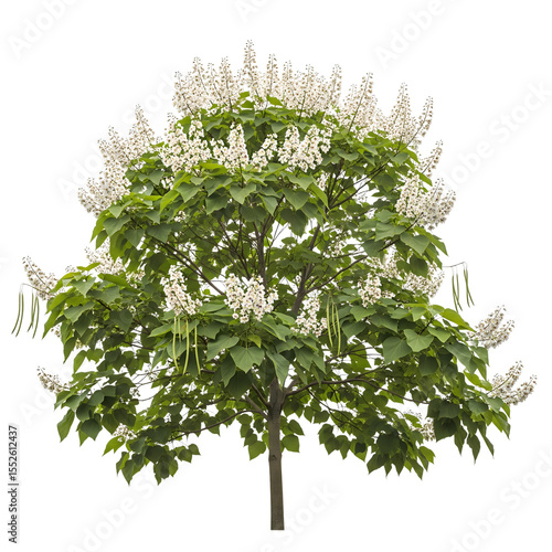 Blooming Northern Catalpa Tree White Flowers Green Leaves isolated on a transparent background