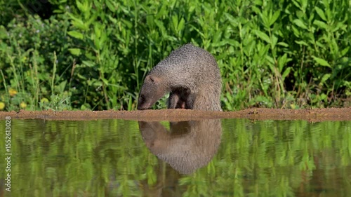 An Egyptian mongoose foraging for food on the edge of a pond, with its reflection visible in the water.