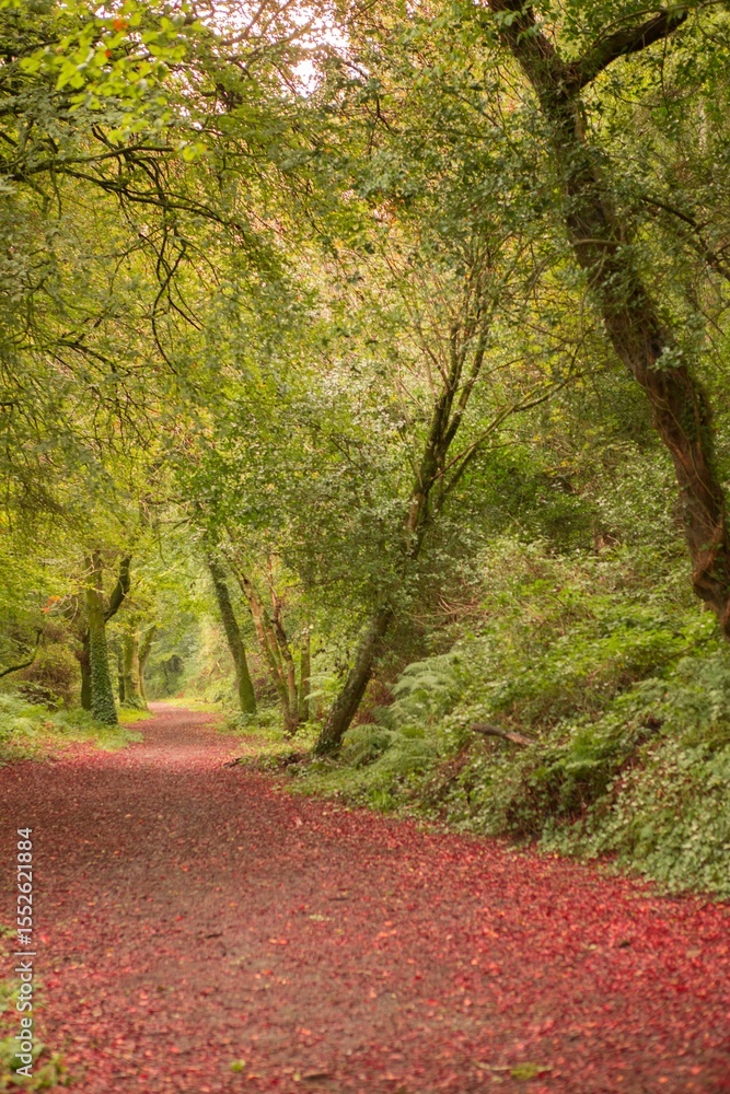Naklejka premium Peaceful autumn scene in forest
