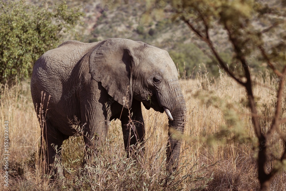 Naklejka premium Side view of an elephant in the savanna