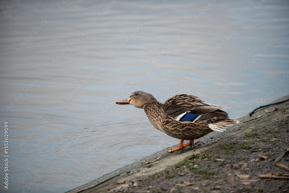 Fototapeta premium Mallard duck perching by lake