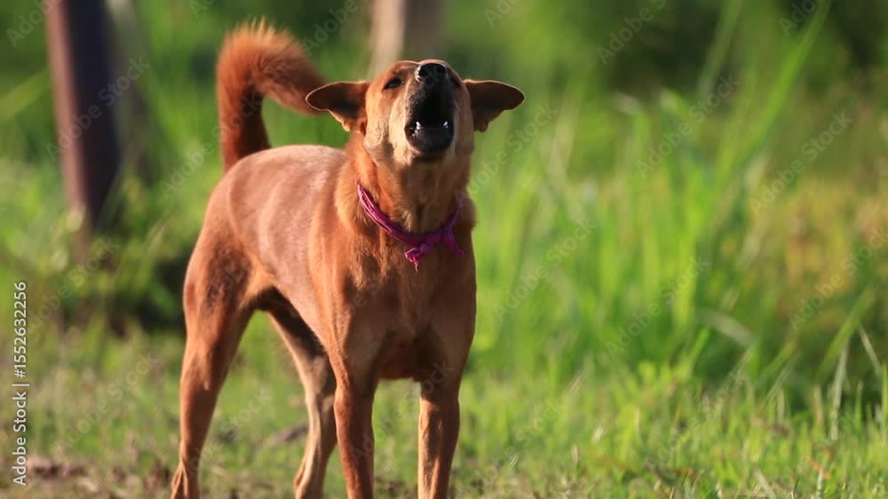 Barking Dog Outdoors in the Countryside Barking Dog Outdoors in the Countryside