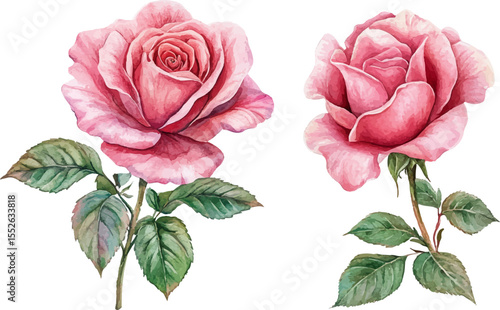 pink rose isolated on white background