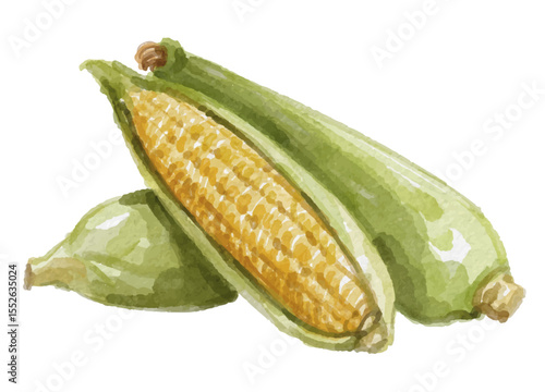 Watercolor corn isolated on white background