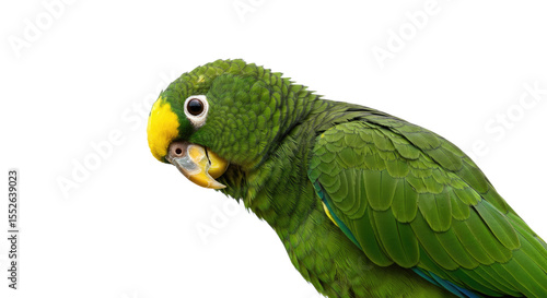 Vibrant Green Parrot with Yellow Head.
