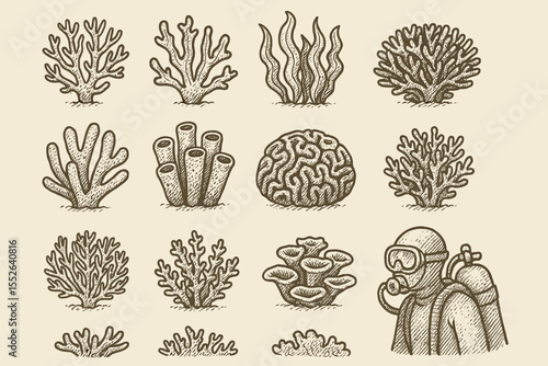 Vintage coral illustrations with diver in scuba gear