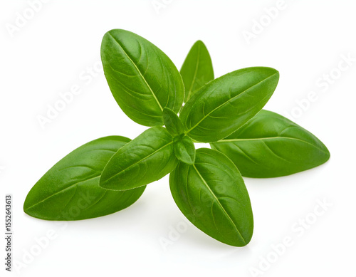 Fresh Basil Sprig Culinary Herb Isolated on White Background
