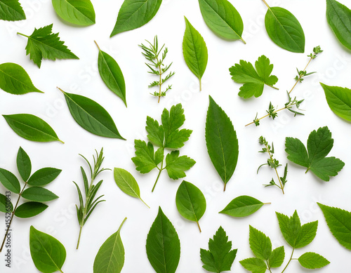 Abstract Green Leaf Pattern An Artistic Arrangement of Herbs