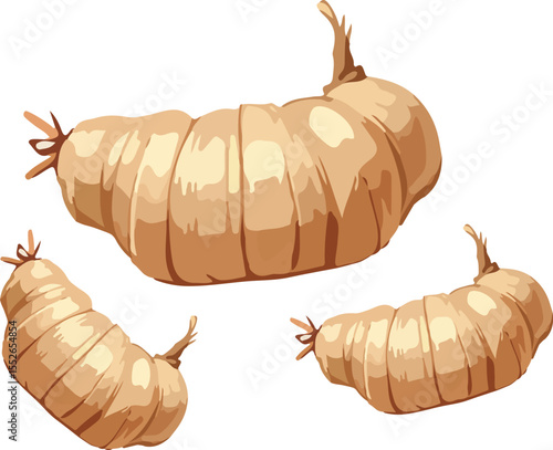 Set of Arrowroot tubers vector illustration. Fresh raw garut (Maranta arundinacea) in a detailed, painterly cartoon style. Healthy organic food ingredient, isolated on white background